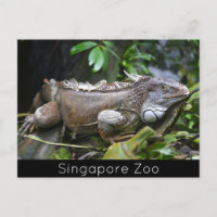 Regardez-moi Lizard Singapore Zoo