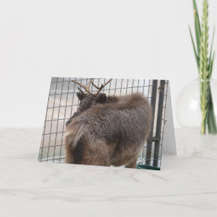 Cartes Pour Fêtes Annuelles Reindeer Behind Funny