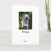 Cartes Pour Fêtes Annuelles Reindeer Prima (Dos)