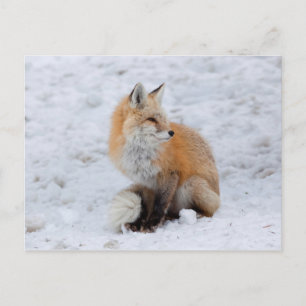 Cartes Pour Fêtes Annuelles Renard cascade en neige