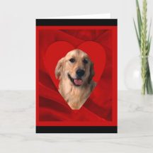 Retriever doré Saint-Valentin