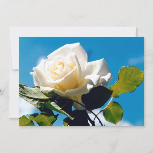 Cartes Pour Fêtes Annuelles Rose blanche - Célébration de la vie (Devant)