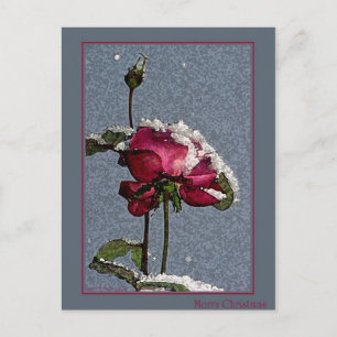 Cartes Pour Fêtes Annuelles Rose de Christmas