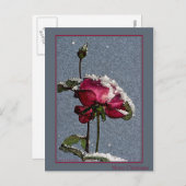 Cartes Pour Fêtes Annuelles Rose de Noël (Devant / Derrière)