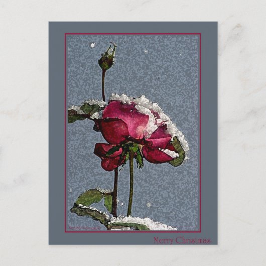 Cartes Pour Fêtes Annuelles Rose de Noël (Devant)