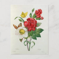 Rose de Noël, Helleborus Niger