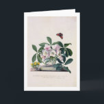Cartes Pour Fêtes Annuelles Rose de Noël (Helleborus niger) et Aconi d'hiver<br><div class="desc">Image : 589 Rose de Noël (Helleborus niger) et Aconite d'hiver (Eranthis hyemalis) (gouache sur vellum). Ehret,  Georg Dionysius (1710-70). Victoria & Albert Museum,  Londres,  Royaume-Uni,  The Stapleton Collection. Art,  Art.</div>