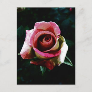 Cartes Pour Fêtes Annuelles Rose Peinte à l'Huile