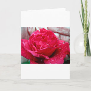 Cartes Pour Fêtes Annuelles Rose rouge