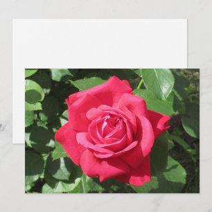 Cartes Pour Fêtes Annuelles Rose rouge