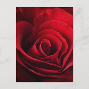Cartes Pour Fêtes Annuelles Rose rouge Valentine