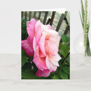 Cartes Pour Fêtes Annuelles Rose Valentine