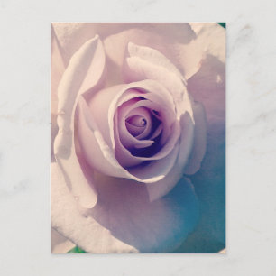 Cartes Pour Fêtes Annuelles Rose violet