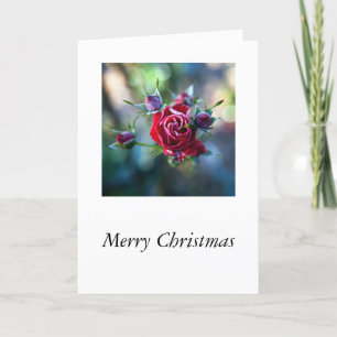 Cartes Pour Fêtes Annuelles Roses glacés