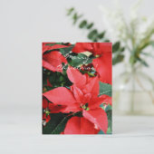 Cartes Pour Fêtes Annuelles Rouge clair Poinsettia Noël (Debout devant)