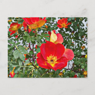 Cartes Pour Fêtes Annuelles rouge fleur rose originale photo