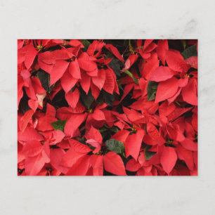 Cartes Pour Fêtes Annuelles Rouge Poinsettias II Noël Fête Florale