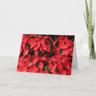 Cartes Pour Fêtes Annuelles Rouge Poinsettias II Noël Fête Florale
