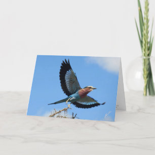 Cartes Pour Fêtes Annuelles Rouleau/Oiseau à poitrine Lilaque en vol