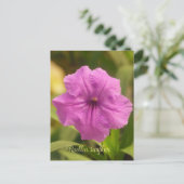 Cartes Pour Fêtes Annuelles Ruellia simplex (Debout devant)