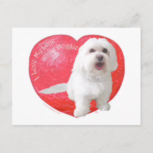 Cartes Pour Fêtes Annuelles Saint-Valentin Bichon Havanais