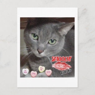 Cartes Pour Fêtes Annuelles Saint Valentin Chat bleu russe gris