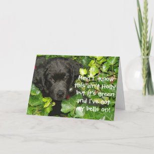 Cartes Pour Fêtes Annuelles Salutation de Noël des chiens de Terre-Neuve