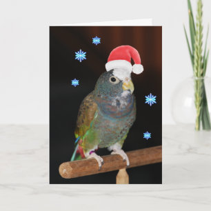 Cartes Pour Fêtes Annuelles salutations Blanc-couvertes de Pionus Père Noël