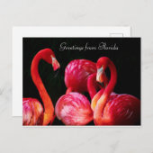 Cartes Pour Fêtes Annuelles Salutations de Flamant rose rose de Floride, (Devant / Derrière)
