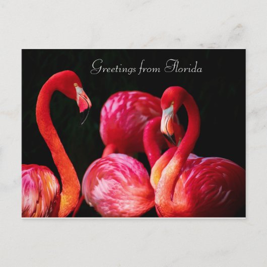 Cartes Pour Fêtes Annuelles Salutations de Flamant rose rose de Floride, (Devant)
