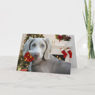 Cartes Pour Fêtes Annuelles Salutations de Noël Weimaraner