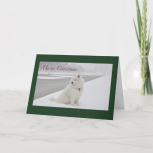 Cartes Pour Fêtes Annuelles Samoyed Christmas (Mémorial de Lincoln)
