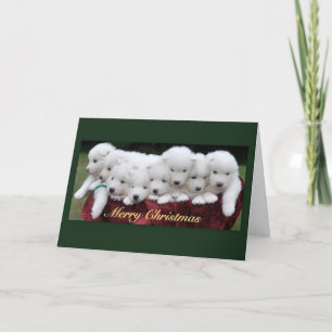 Cartes Pour Fêtes Annuelles Samoyed Puppies (4 weeks old) Christmas