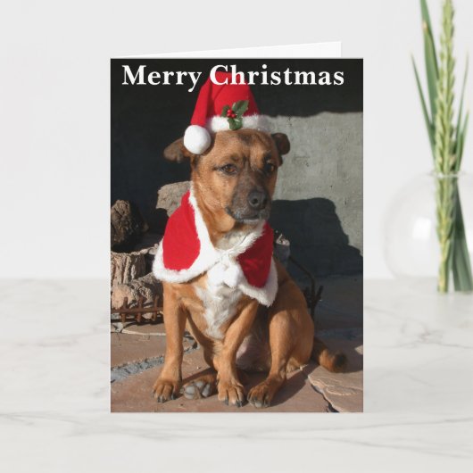 Cartes Pour Fêtes Annuelles Santa Dog (Devant)
