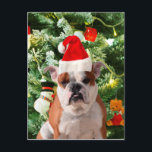 Cartes Pour Fêtes Annuelles Santa Hat Bulldog Christmas Tree Snowman boîte cad<br><div class="desc">Mignonne photo Bulldog avec boîte cadeau de Noël Tree Snowman en arrière - plan. Un cadeau parfait pour Noël !</div>