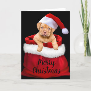 Cartes Pour Fêtes Annuelles Santa Puppy