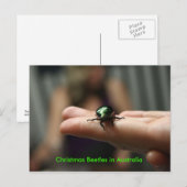 Cartes Pour Fêtes Annuelles Scarabée de Noël (Devant / Derrière)