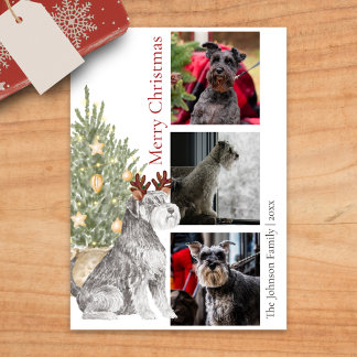 Cartes Pour Fêtes Annuelles Schnauzer et sapin de Noël Photo chien animal de c