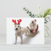 Cartes Pour Fêtes Annuelles schnoodle blanc se tenant avec Noël rouge (Debout devant)