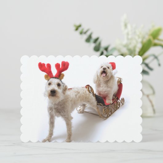 Cartes Pour Fêtes Annuelles schnoodle blanc se tenant avec Noël rouge (Debout devant)