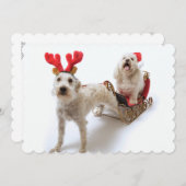 Cartes Pour Fêtes Annuelles schnoodle blanc se tenant avec Noël rouge (Devant / Derrière)