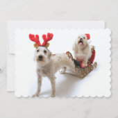 Cartes Pour Fêtes Annuelles schnoodle blanc se tenant avec Noël rouge (Devant)