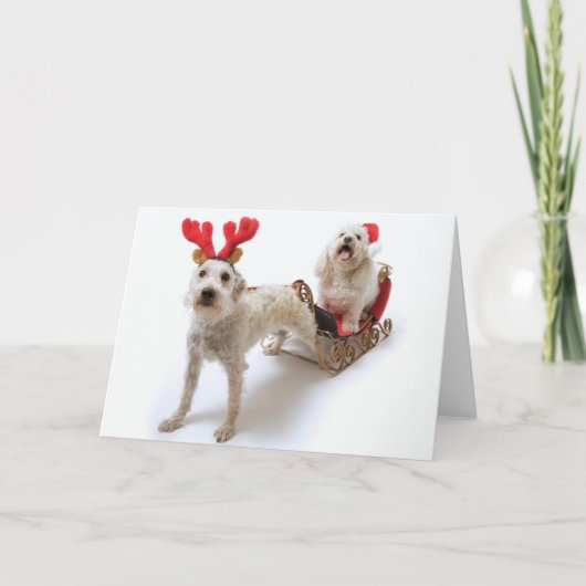 Cartes Pour Fêtes Annuelles schnoodle blanc se tenant avec Noël rouge (Devant)