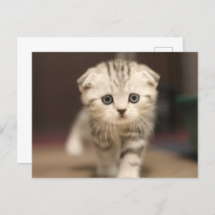 Cartes Pour Fêtes Annuelles Scottish Fold Kitten