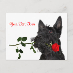 Cartes Pour Fêtes Annuelles Scottish Terrier Puppy Red Rose Valentine Design