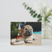 Cartes Pour Fêtes Annuelles Shar Pei Noël (Debout devant)