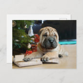 Cartes Pour Fêtes Annuelles Shar Pei Noël (Devant / Derrière)