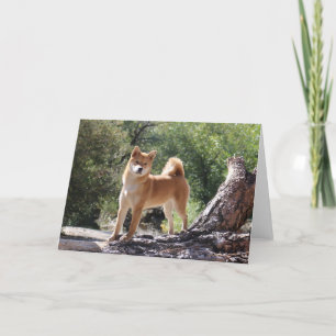 Cartes Pour Fêtes Annuelles Shiba Inu