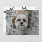 Cartes Pour Fêtes Annuelles Shih-Tzu mignon adorable Chien Noël (Devant / Derrière)