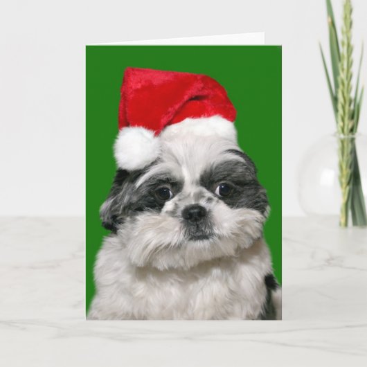 Cartes Pour Fêtes Annuelles Shih Tzu Noël (Devant)